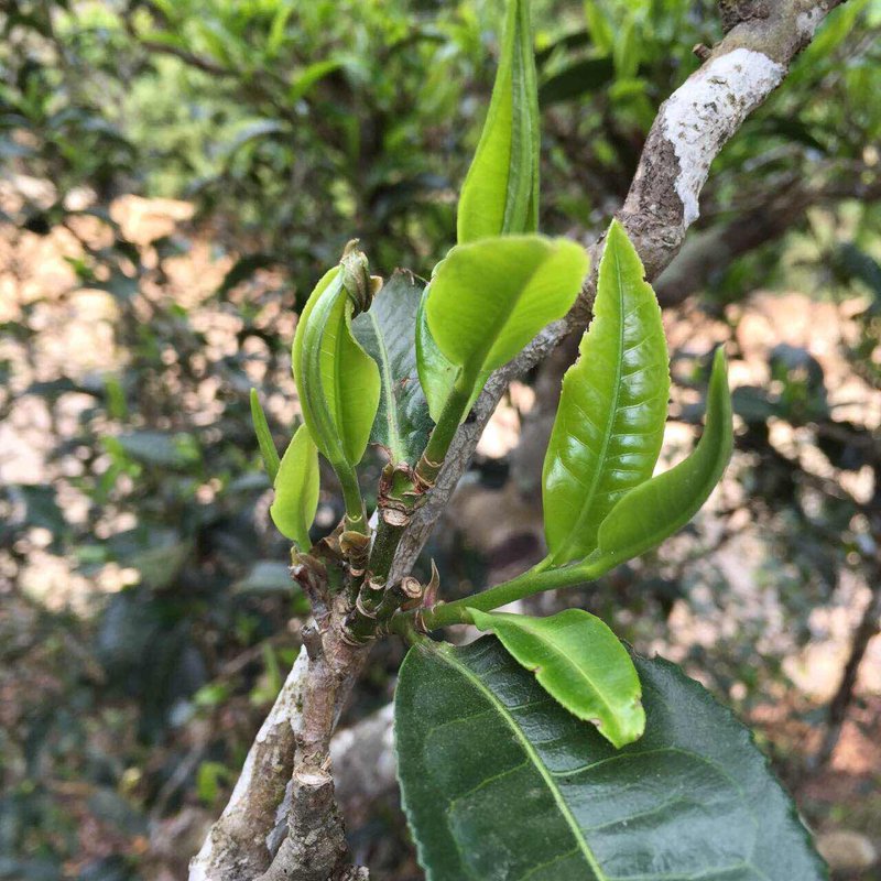 生茶:一杯清新的茶香之旅